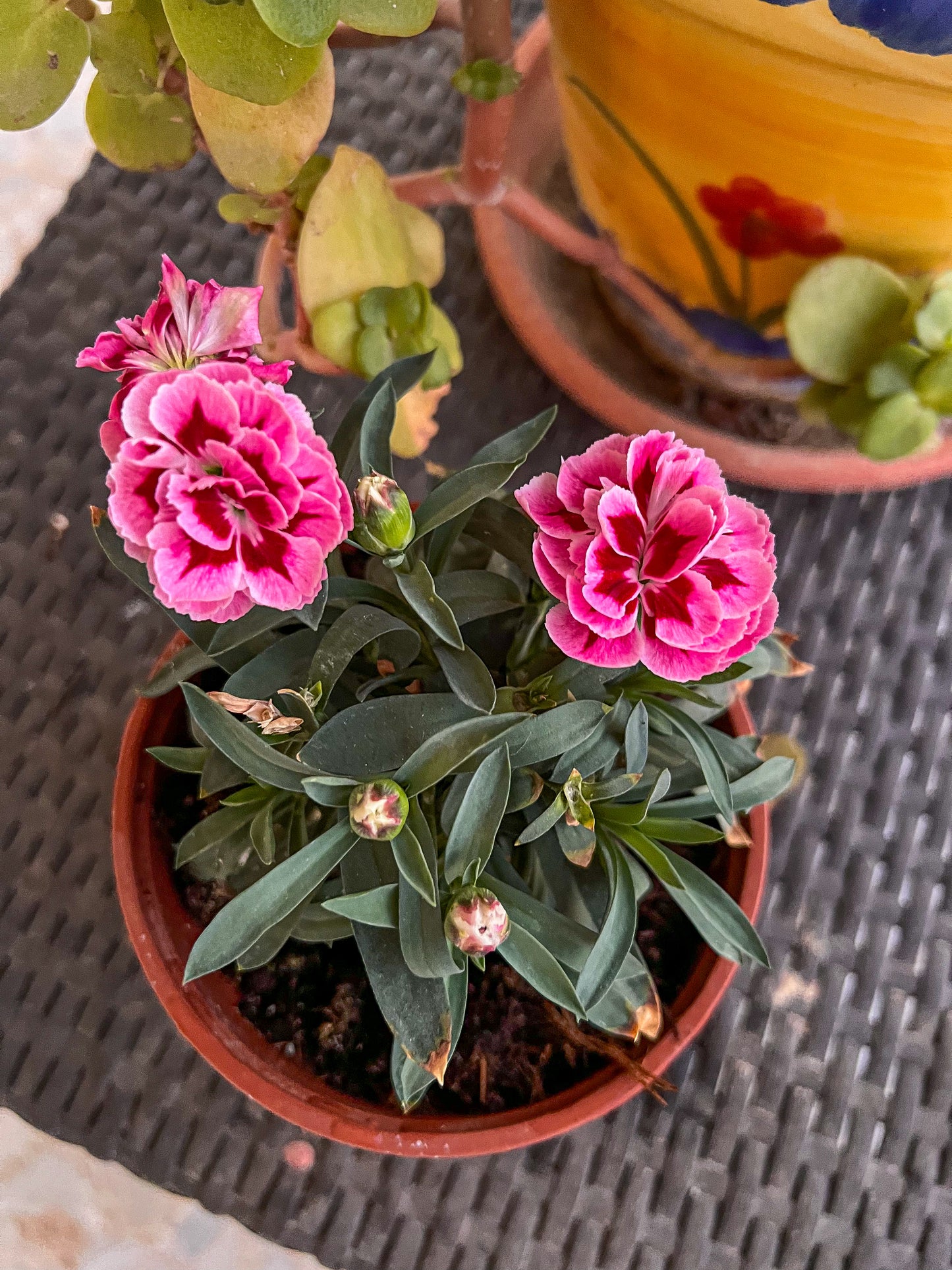 Colgante Nébula