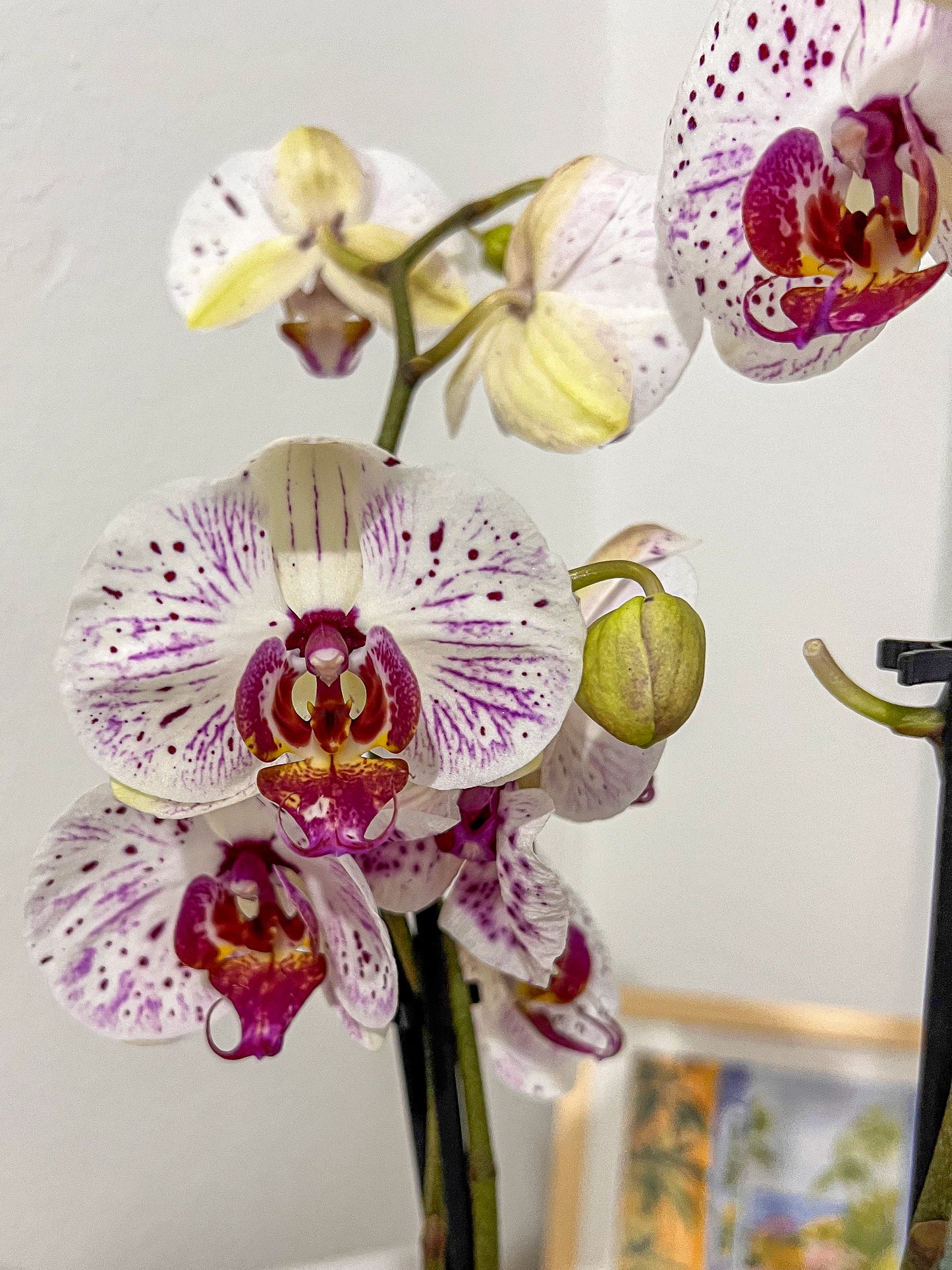 Violeta