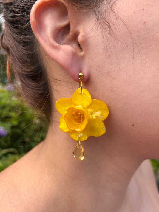 Luz de Narciso