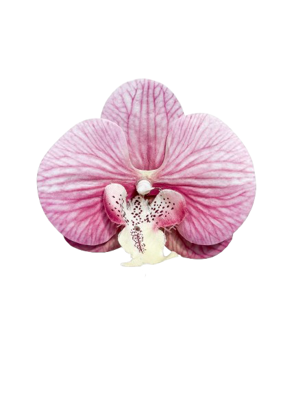 Orquídea artificial Clip