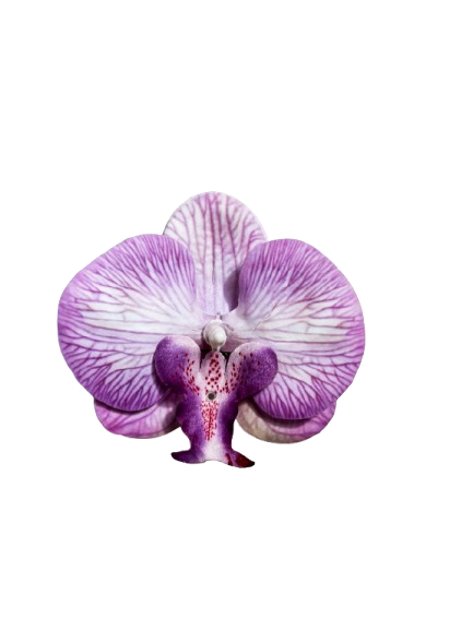 Orquídea artificial Clip